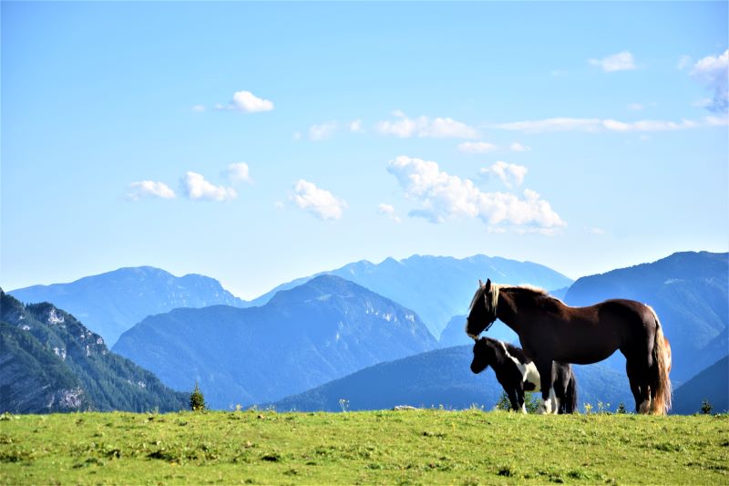 Cavalli a Malga Movlina con sfondo Alpi Ledrensi (ph. Tommaso Beltrami)